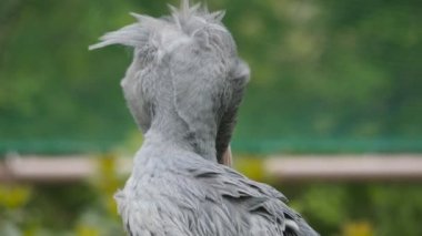 shoebill leylek (Balaenicipitinae)