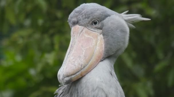 Shoebill лелека (Balaenicipitinae ) — стокове відео