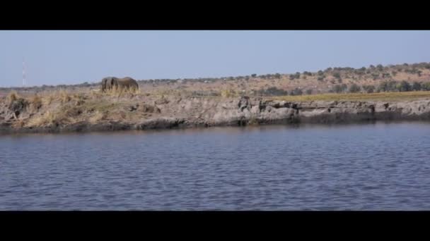 Een stoet van olifanten op de Chobe rivier, Ziimbabwe — Stockvideo