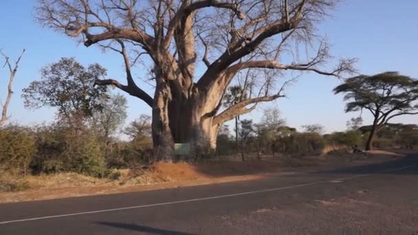 Ένα δέντρο baobab κοντά σε Καταρράκτες Βικτόρια — Αρχείο Βίντεο