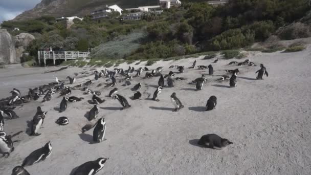 Pingüinos africanos en Boulders Beach, Ciudad del Cabo, Sudáfrica — Vídeos de Stock