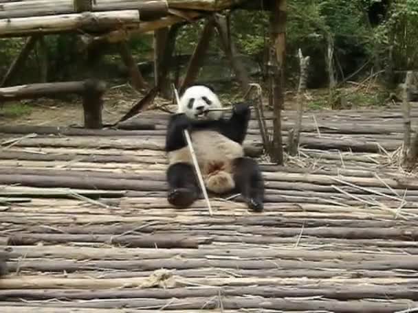 Panda gigante na Base de Pesquisa de Criação de Panda Gigante (Xiongmao Jidi), Chengdu, China — Vídeo de Stock