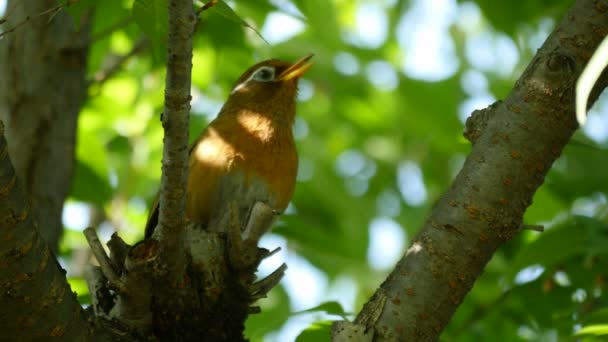 Όμορφη τιτίβισμα του Daurian redstart — Αρχείο Βίντεο