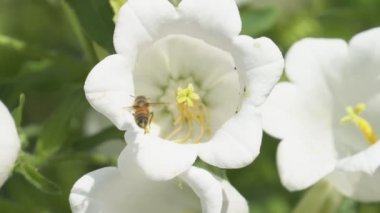 çan çiçeği orta ve bal arıları