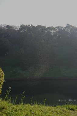 Sivrisinek sürüsü, İmparatorluk Sarayı moats Tokyo, Japonya