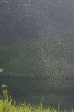 Sivrisinek sürüsü, İmparatorluk Sarayı moats Tokyo, Japonya
