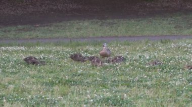 Yonca alan ördek ailesi