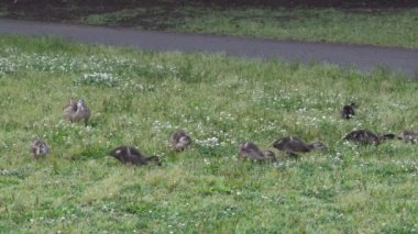 Yonca alan ördek ailesi
