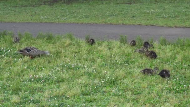 Familia de pato en el campo de trébol — Vídeos de Stock