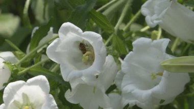 çan çiçeği orta ve bal arıları