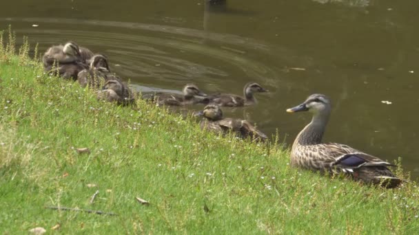 Duck family resting near a pond — Stock Video