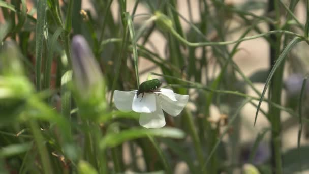 Vrchní a postranní díl květina nebo Protaetia orientalis submarumorea — Stock video