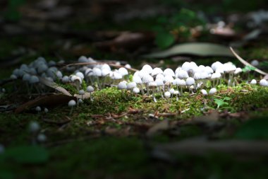 Coprinellus disseminatus veya peri inkcap