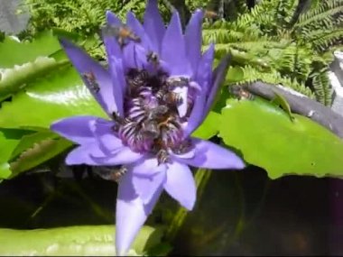 bir arı Bangkok olduğunca meşgul