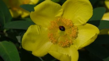 Parlak sarı Hypericum Hidcote ve uğur böceği böcek 4 Haziran 2016 kaydedildi