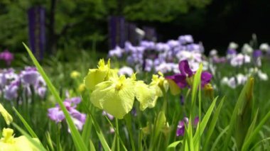 Yağışlı sezon 8 Haziran 2016 üzerinde 9 AM kaydedilen Iris çiçeği