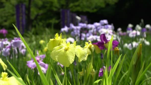 Iris Flower in rainy season recorded at 9AM on June 8, 2016 — Stock Video