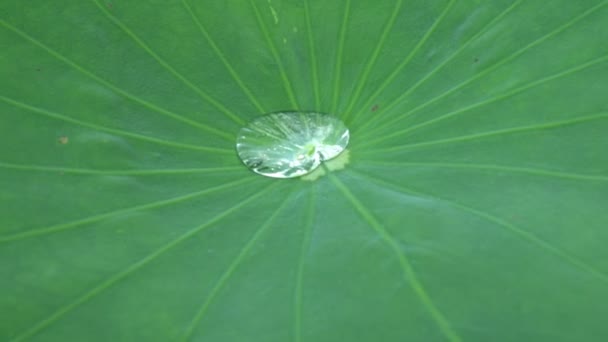 Капли воды на листьях лотоса зафиксированы около 10 часов утра 8 июня 2016 г. — стоковое видео