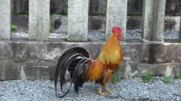 Cock-a-doodle-doo registrato alle 8: 30 del mattino del 10 giugno 2016 al Santuario di Yabo Tenmangu — Video Stock