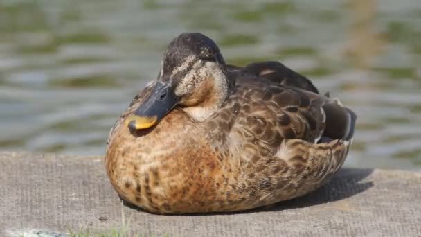 Pato relajante cerca de un estanque — Vídeos de Stock