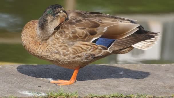 Pato relaxante perto de uma lagoa — Vídeo de Stock