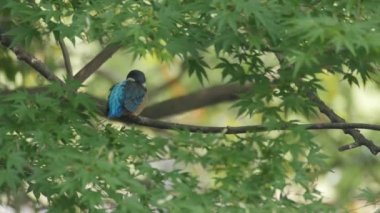 Bir dalda Kingfisher