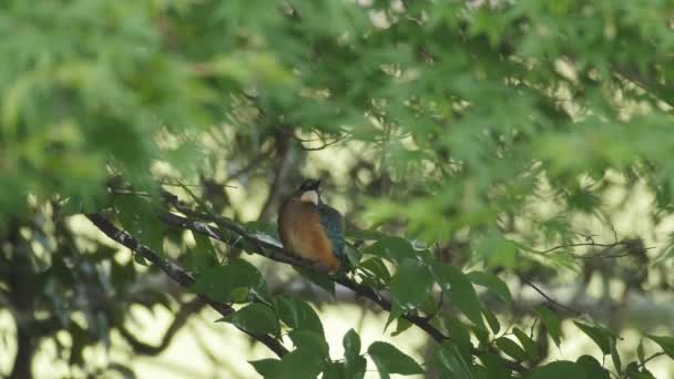 Bir dalda Kingfisher — Stok video