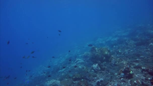 Dive with smooth flutemouth at Drop off of Tulamben, Bali — Stock Video