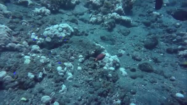 Tauchgang mit weißgetopften Buchsfischen am Tropfen von tulamben, bali — Stockvideo