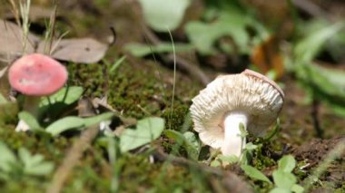 Mantarlar veya mantar, russulaceae