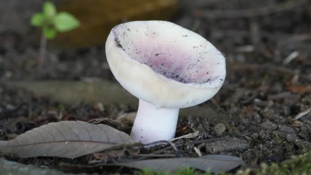 Champignons, Russula delica 