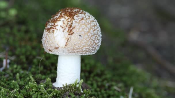 Hongos, Amanita pantherina — Vídeo de stock