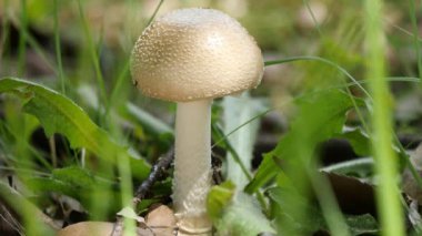 Mantarlar, Amanita pantherina