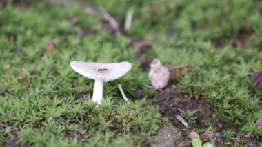 Tirmit mantarı, mantarlar