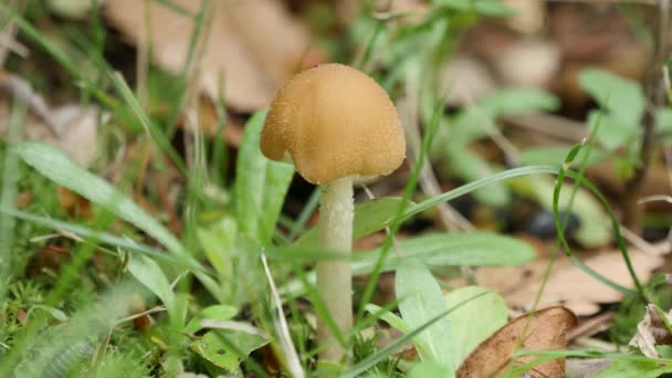 Psathyrella velutina or Lacrymaria velutina — Stock Video