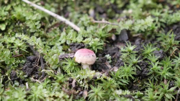 Russulaceae, eine Art Pilz — Stockvideo