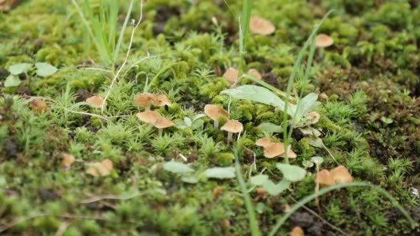 Rickenella fibula, fungi — Stock Video