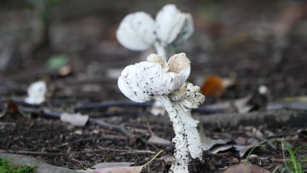 鹅膏菌 pantherina 或真菌 — 图库视频影像