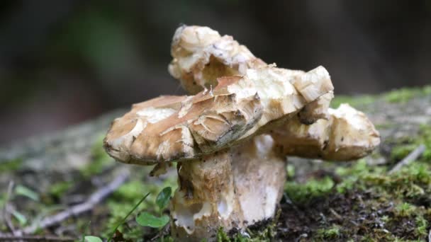 Rugiboletus extremiorientale o hongos — Vídeo de stock