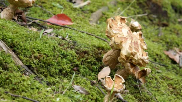 Rugiboletus extremiorientale ou champignons 