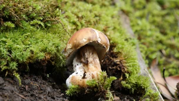 Rugiboletus extremiorientale ou champignons 