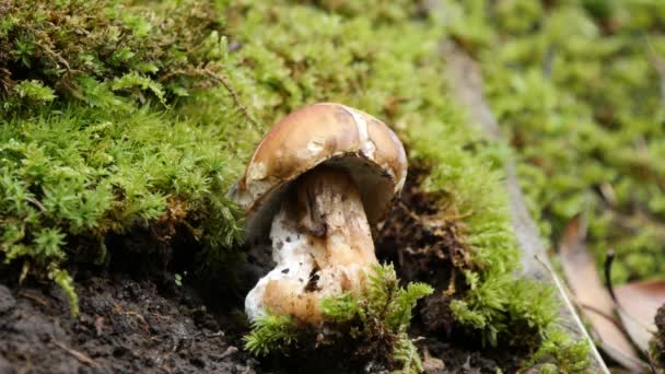 Rugiboletus extremiorientale ή μύκητες — Αρχείο Βίντεο