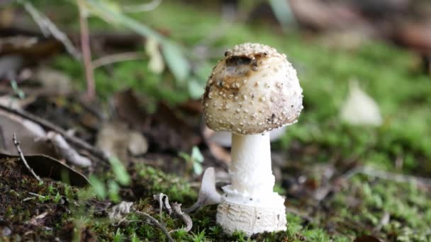 Amanita pantherina, druh houby — Stock video