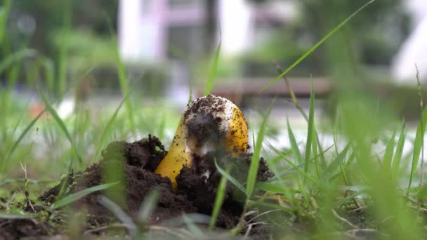 Primer plano del hongo (Amanita hemibapha o Amanita caesareoides ) — Vídeos de Stock