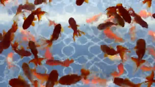 Goldfish(Oranda) in een aquarium — Stockvideo