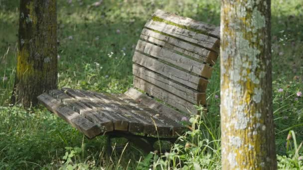 Una vecchia panca in legno con Trifolium pratense — Video Stock