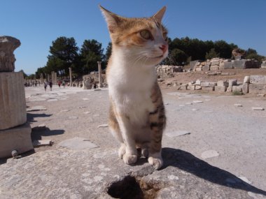 amfitiyatro Efes yakınındaki bir ayağı üzerinde oturan kedi