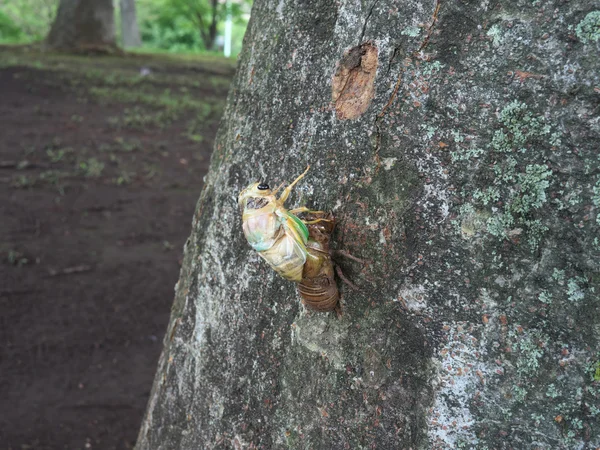 Adult emergence of cicada — Stock Photo, Image