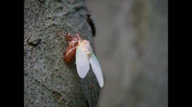 Ağustosböceği yetişkin ortaya çıkması