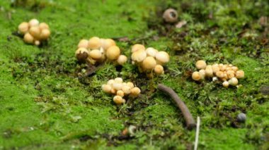 Yakın çekim genç mantar (Armillaria tabescens)